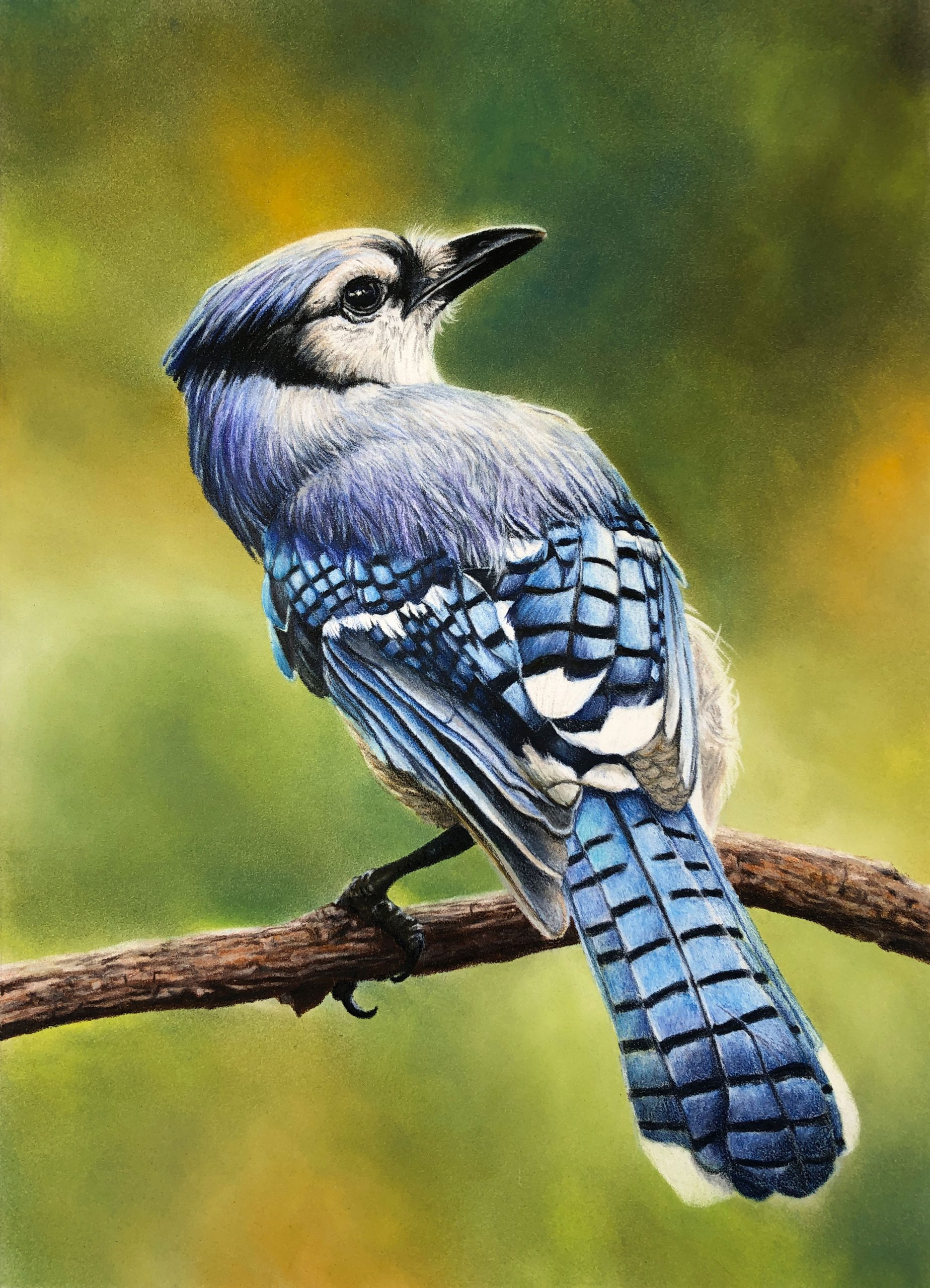 Blue Jay Colored Pencil Drawing Art Print 