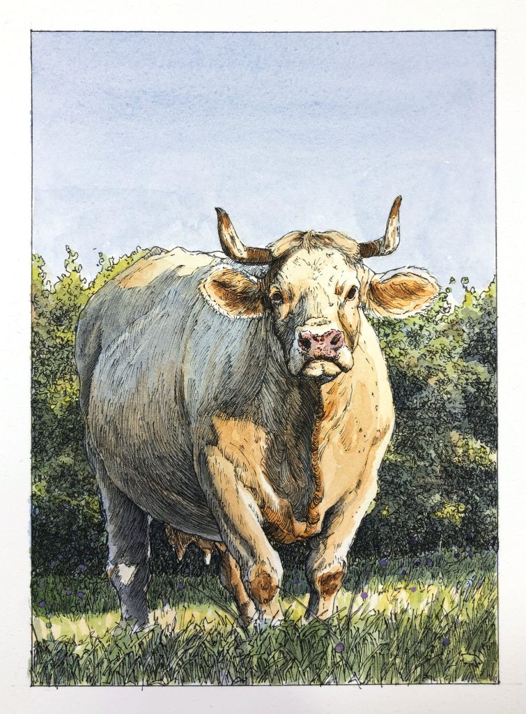 "Cow in the Afternoon" Line and Wash. 5" by 8"