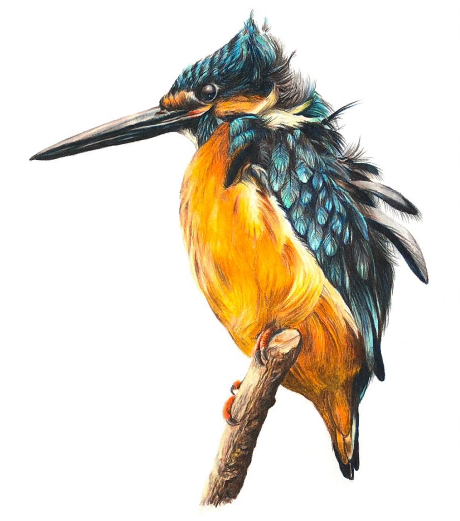 "Kingfisher 2" Colored Pencils. 8" by 10"