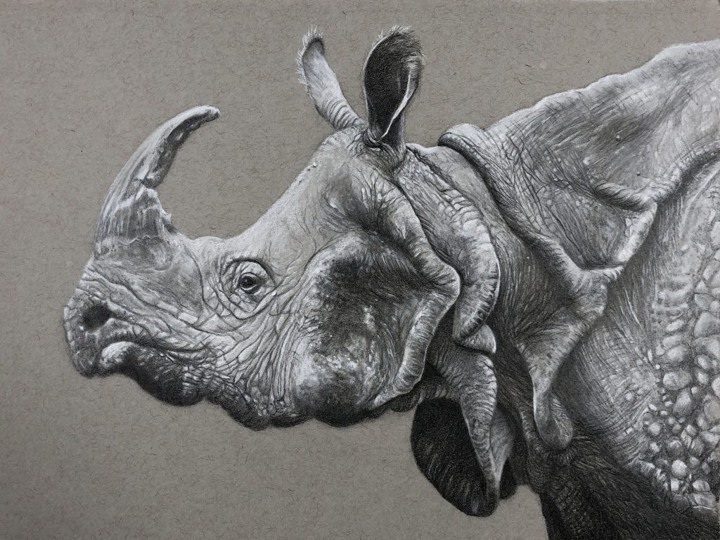 "Rhino" Graphite and Charcoal. 14" by 10"