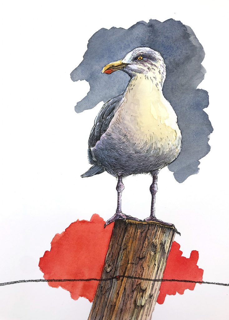 "Seagull" Watercolor on Arches Paper. 11" by 14"